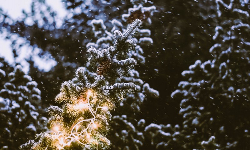Snowfall over spruce branches HD Wallpaper