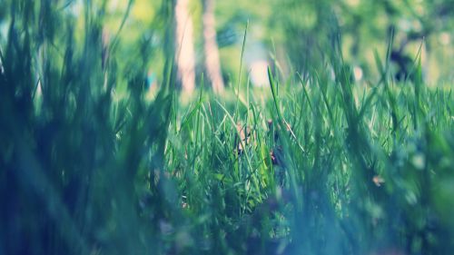 Spring Grass HD Wallpaper