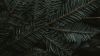 Spruce leaves HD Wallpaper