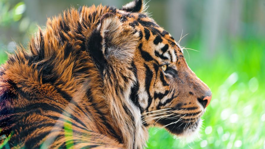 Sumatran Tiger Animal Wallpaper for Desktop and Mobiles