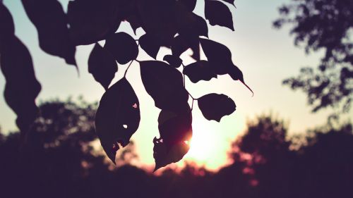 Sunset over a branch of leaves HD Wallpaper