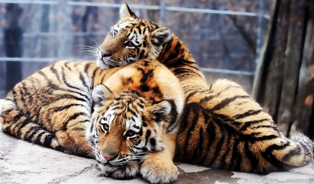 Tiger and baby tiger HD Wallpaper