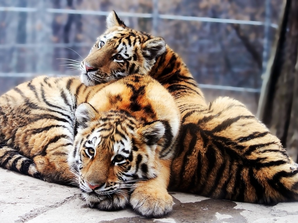 Tiger and baby tiger HD Wallpaper