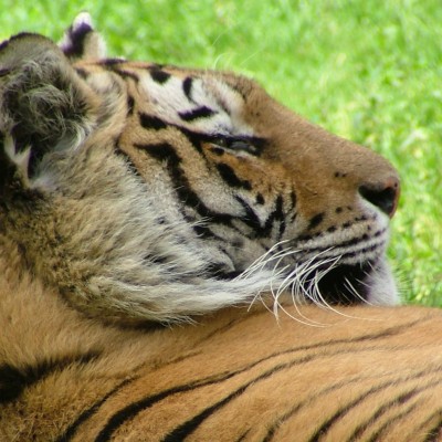 Tiger during daytime HD Wallpaper