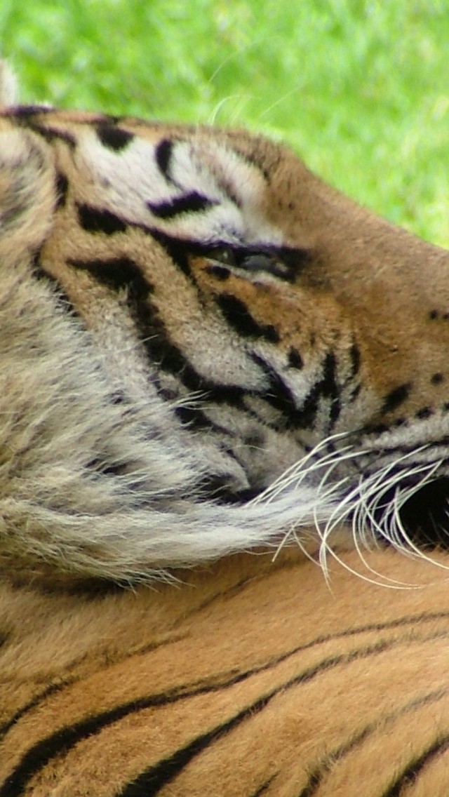 Tiger during daytime HD Wallpaper