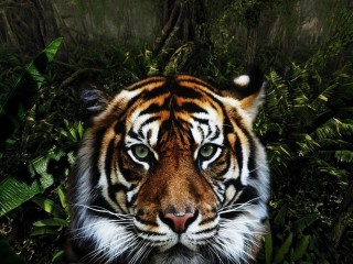 Tiger in jungle HD Wallpaper