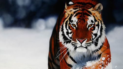 Tiger Walking Through Snow Wallpaper for Desktop and Mobiles