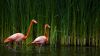 Two Flamingos HD Wallpaper