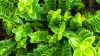 Vibrant Green Plants