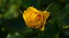 Yellow rose close-up HD Wallpaper