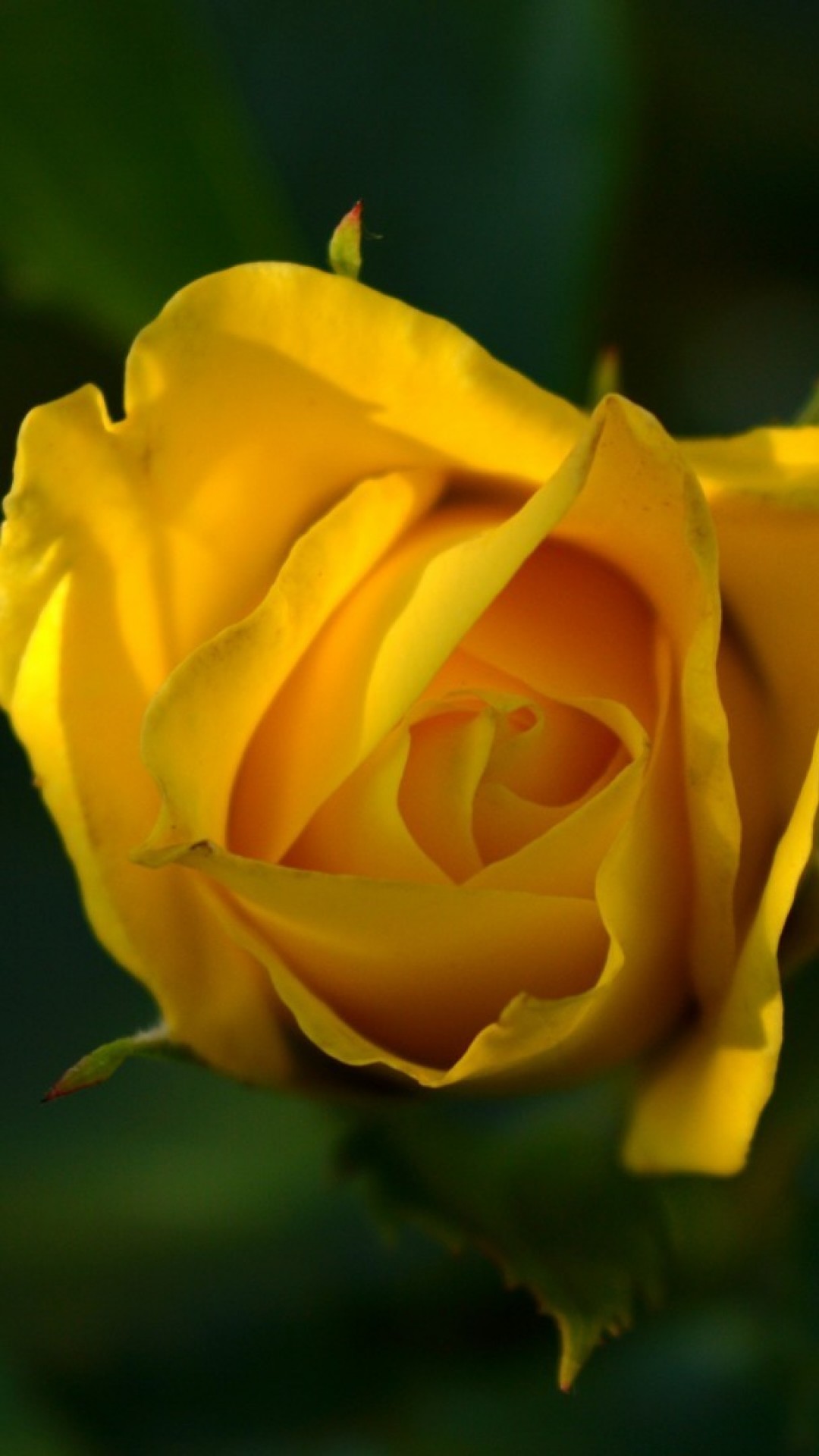 Yellow rose close-up HD Wallpaper iPhone 6 / 6S Plus - HD Wallpaper -  