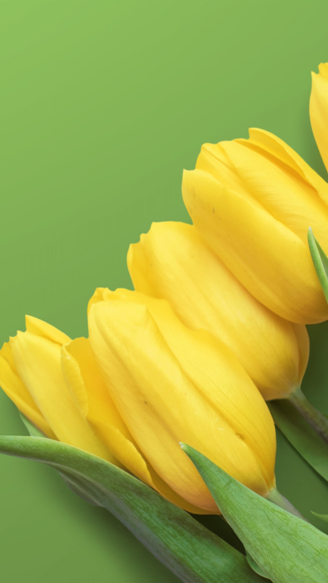 Yellow Tulips 4K Wallpaper iPhone 6 / 6S Plus - HD Wallpaper - Wallpapers .net