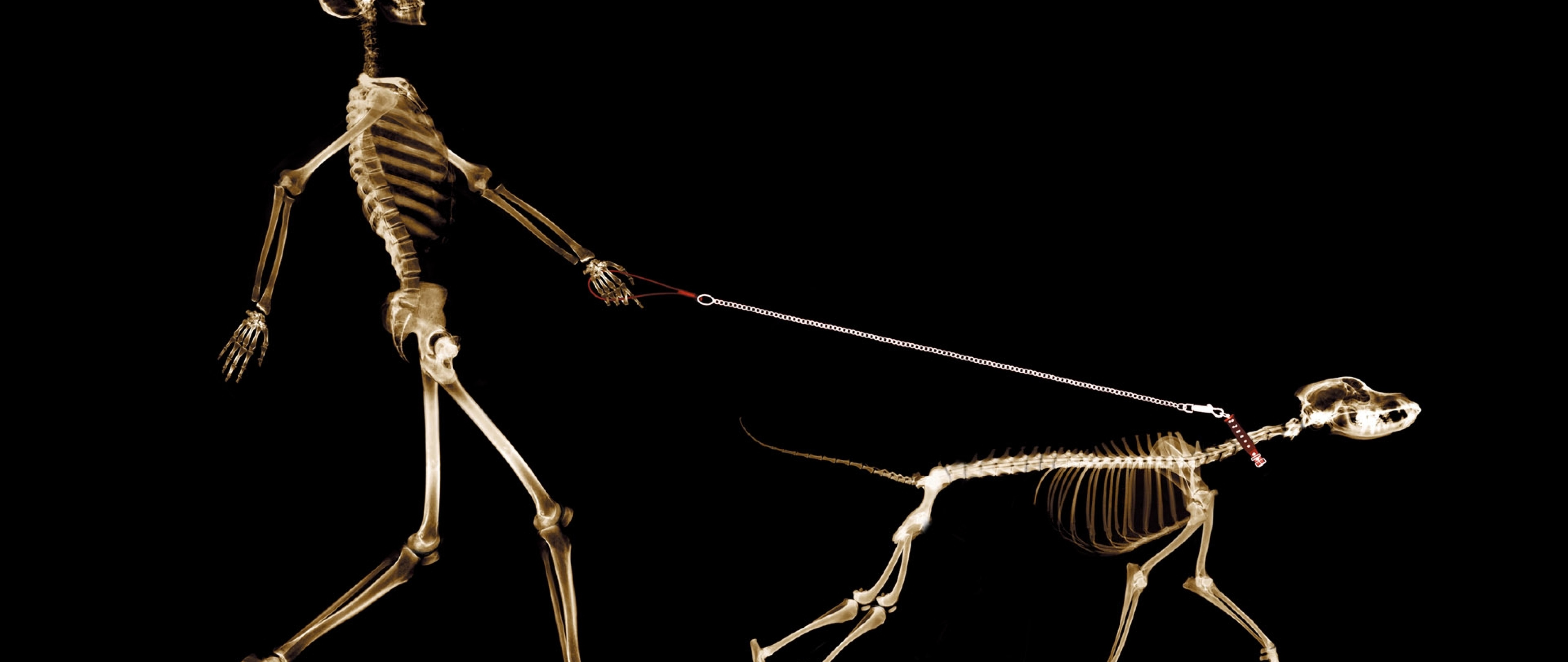 Скелет механизма. Скелеты животных. Самые необычные скелеты животных. Самые ужасные скелеты животных. Самый страшный скелет животного.