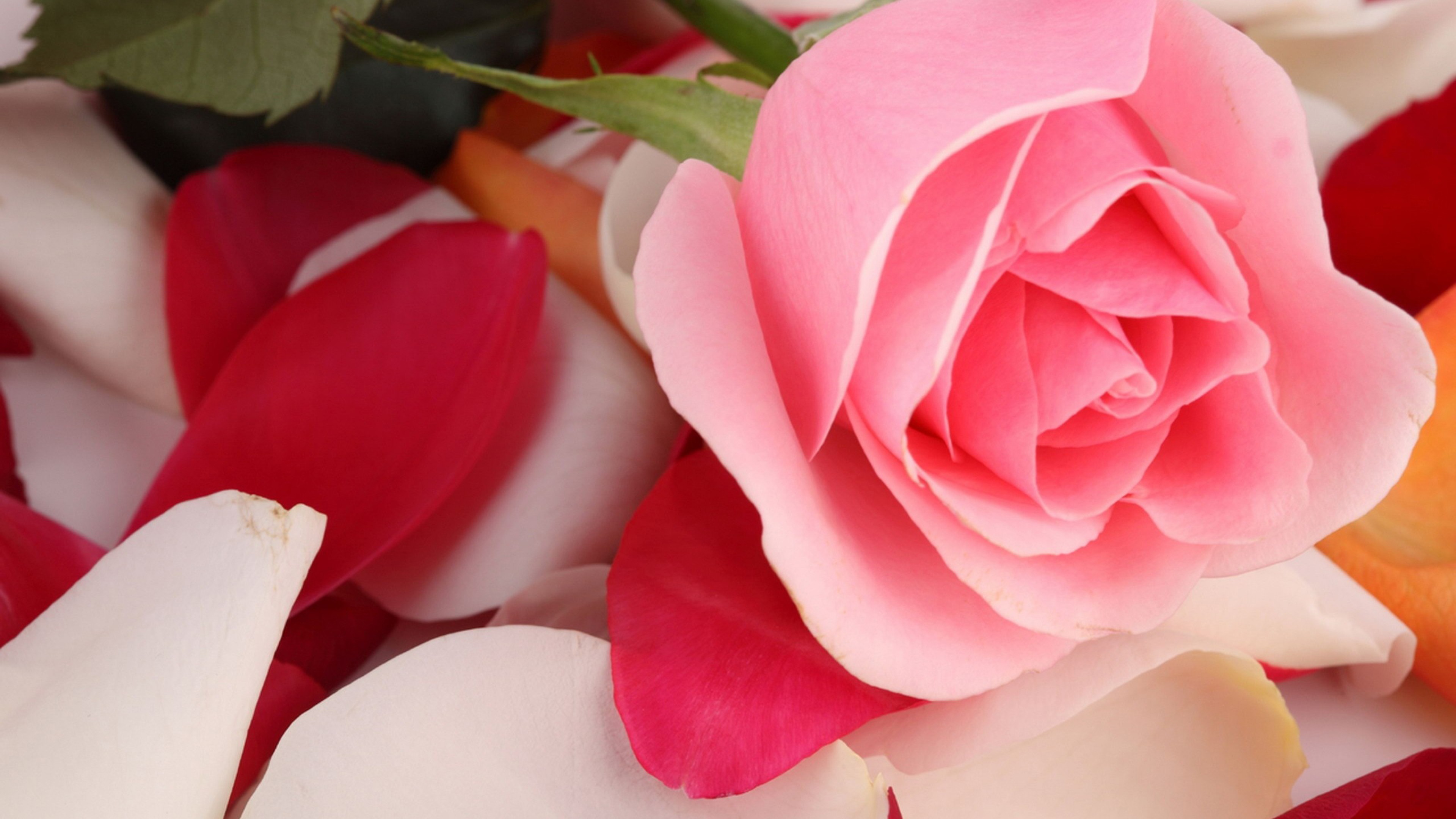 Beautiful rose flowers. Шикарные цветы. Цветы розы. Розовые цветы. Красивые розы.