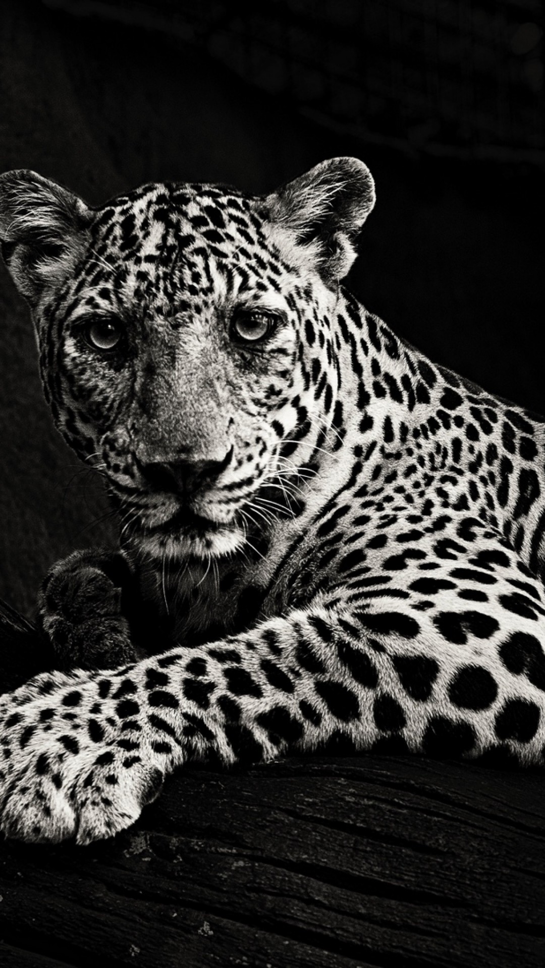 Black and white jaguar HD Wallpaper iPhone 6 / 6S Plus - HD Wallpaper -  