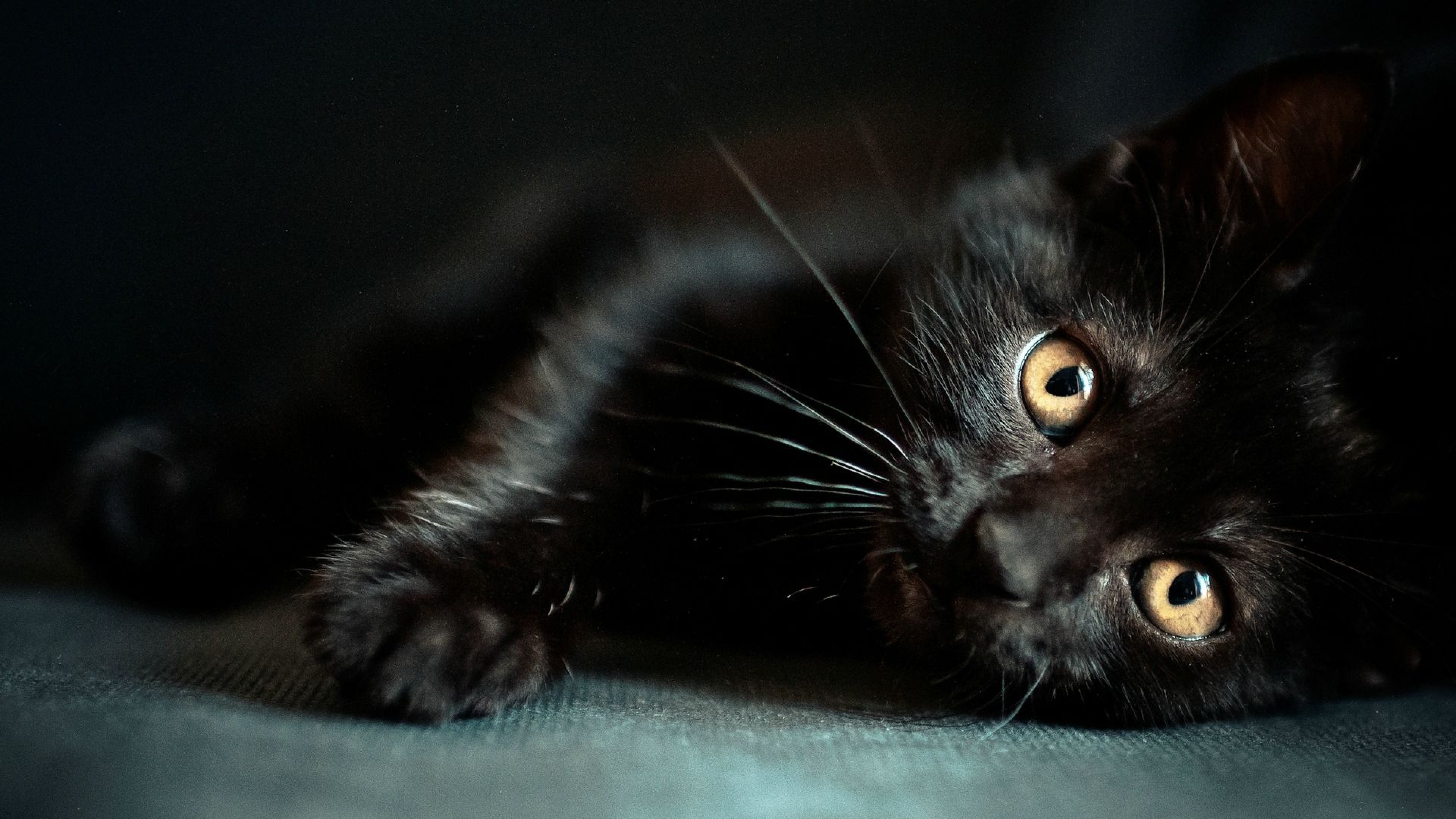 Черное фото на весь экран. Черная кошка. Красивый черный кот. Красивая черная кошка. Красивые черные коты.