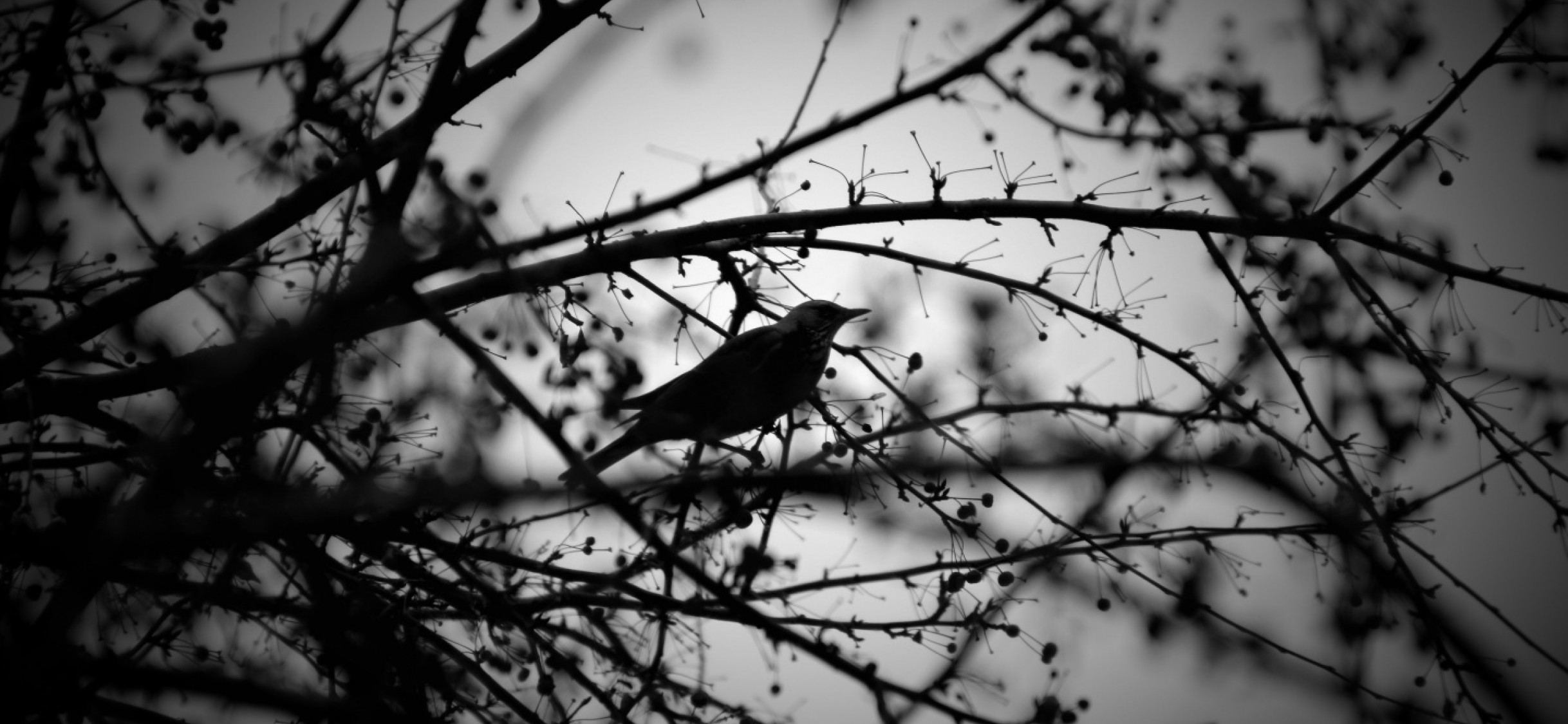 Фото птичек красивых черно-белым. Черная птица с белыми точками. Чёрные птицы сумрак. Птицы черно белые Брянской области.