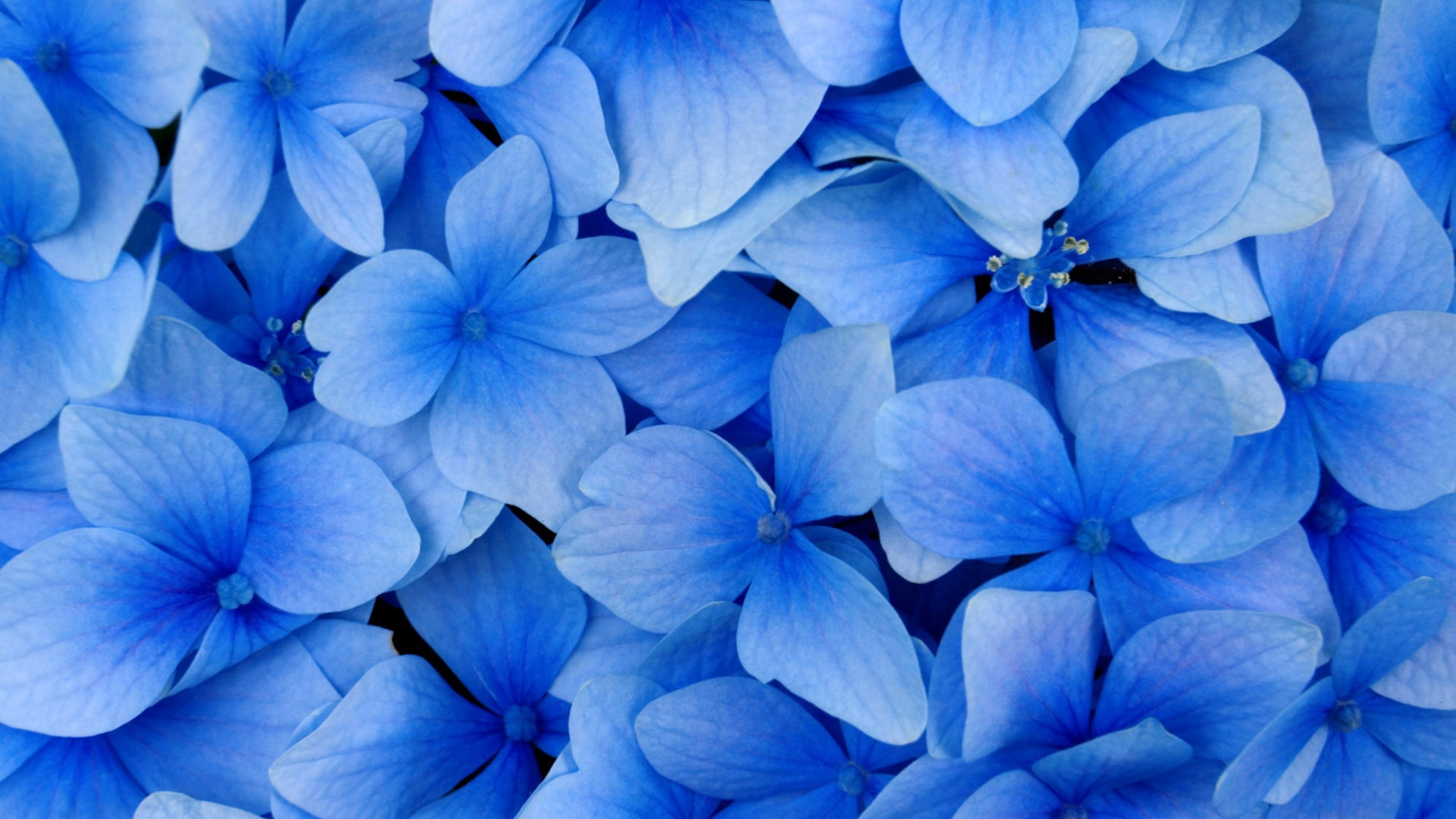 Блу цвет. Блуе Фловер. Синие цветы.