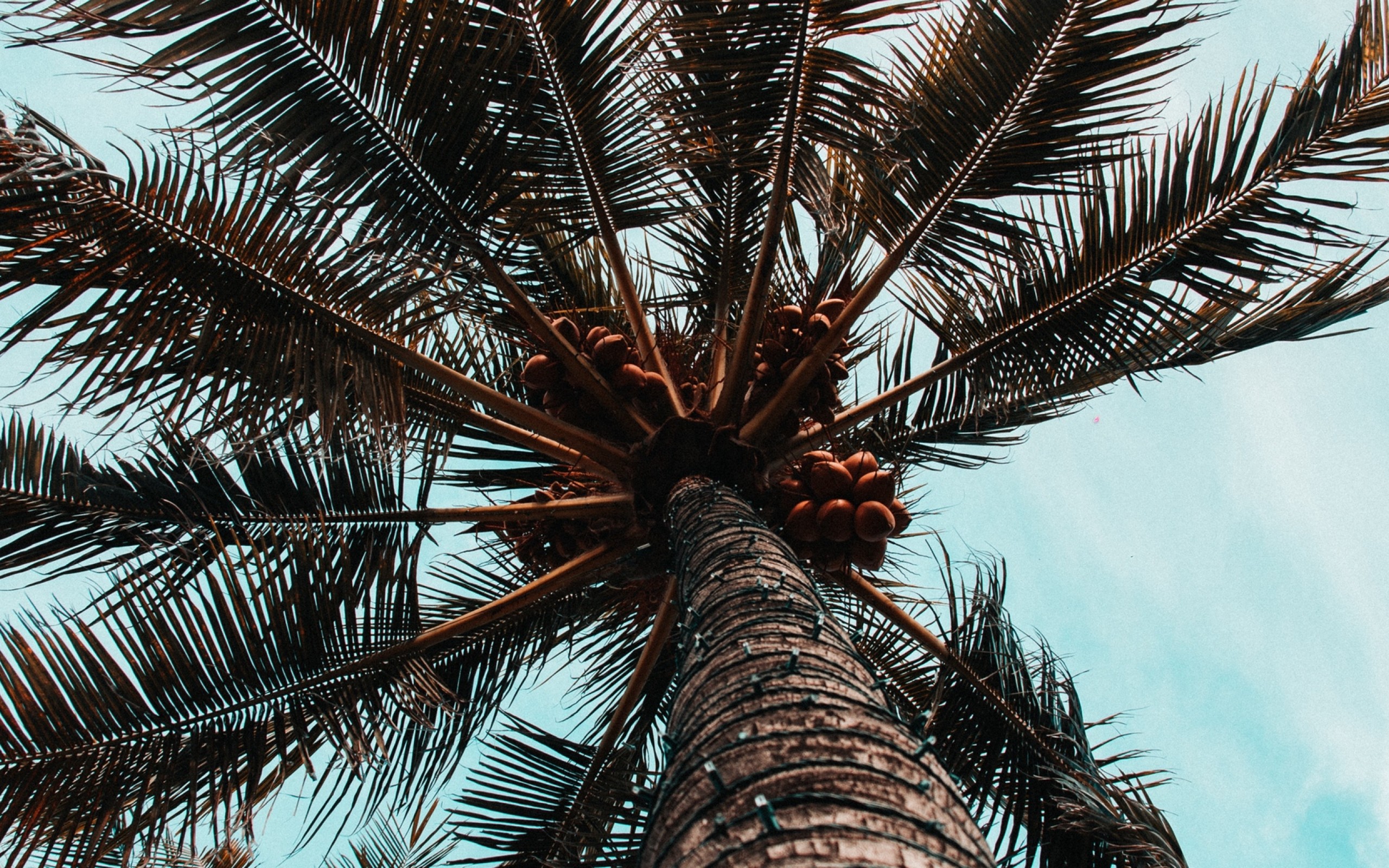 Bottom view of palm tree HD Wallpaper - 13" Retina Macbook Pro.