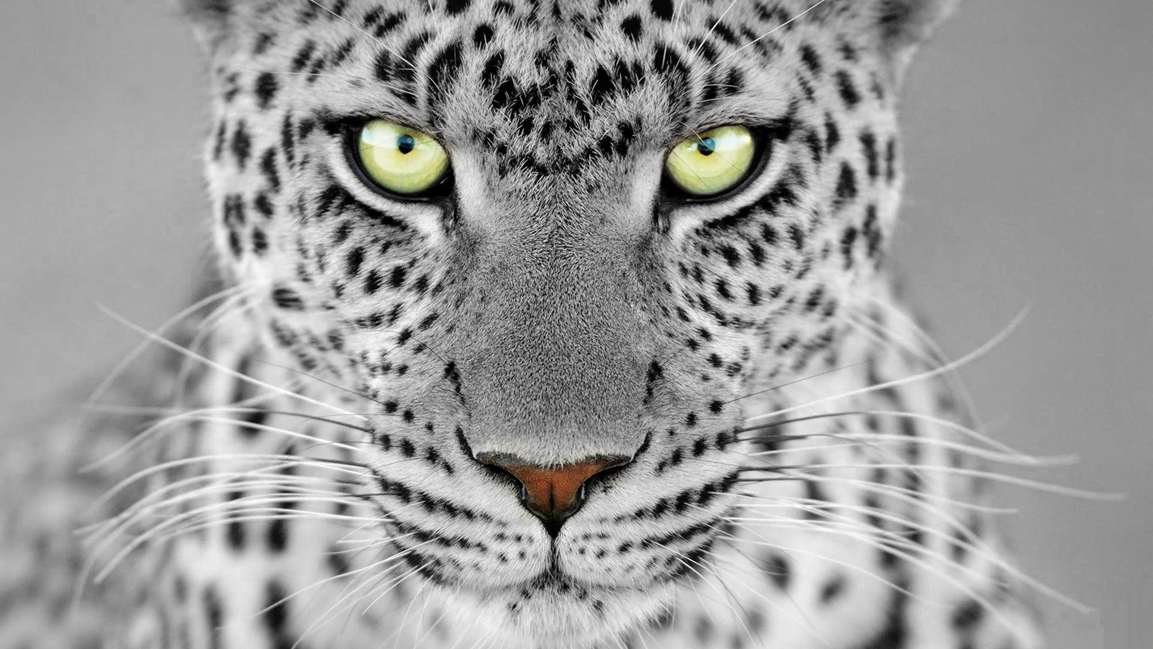 Ягуар рысь. Барс леопард гепард. Ягуар и леопард. Леопард гепард Ягуар с зелёными глазами. Леопард снежный Барс Ягуар.