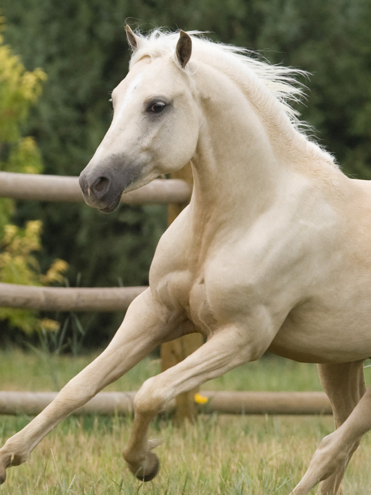 К чему снится пони. Соловая масть лошадей. Соловая масть Мустанг. Белая масть лошади. Лошадь скачет.