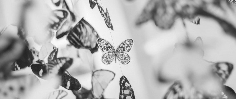 Colorful Beautiful Black and White Butterfly Wallpaper for Desktop and ...