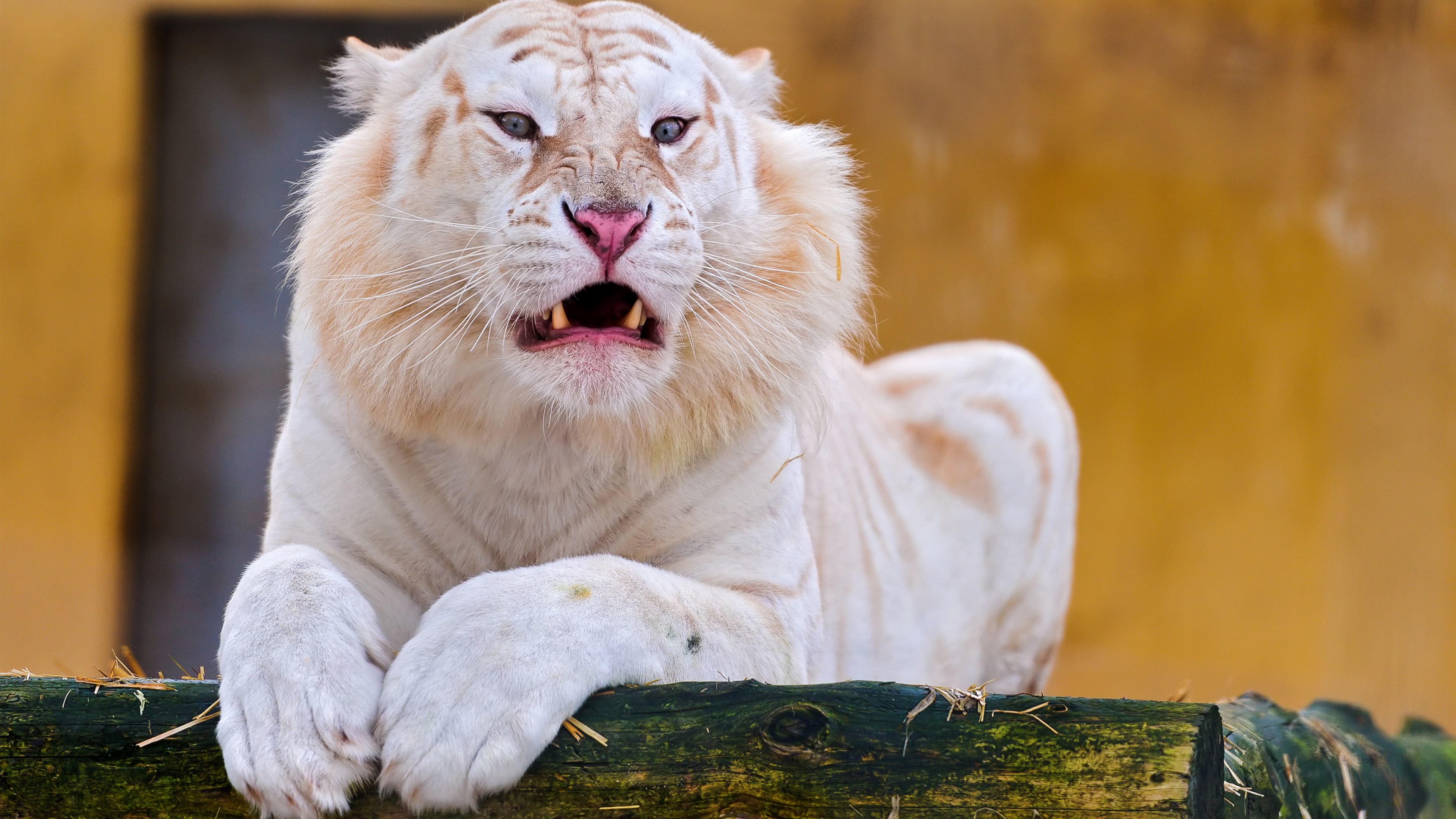 Удивительные красивые животные. Бенгальский тигр альбинос. Золотой тигр альбинос. Белый тигр альбинос.