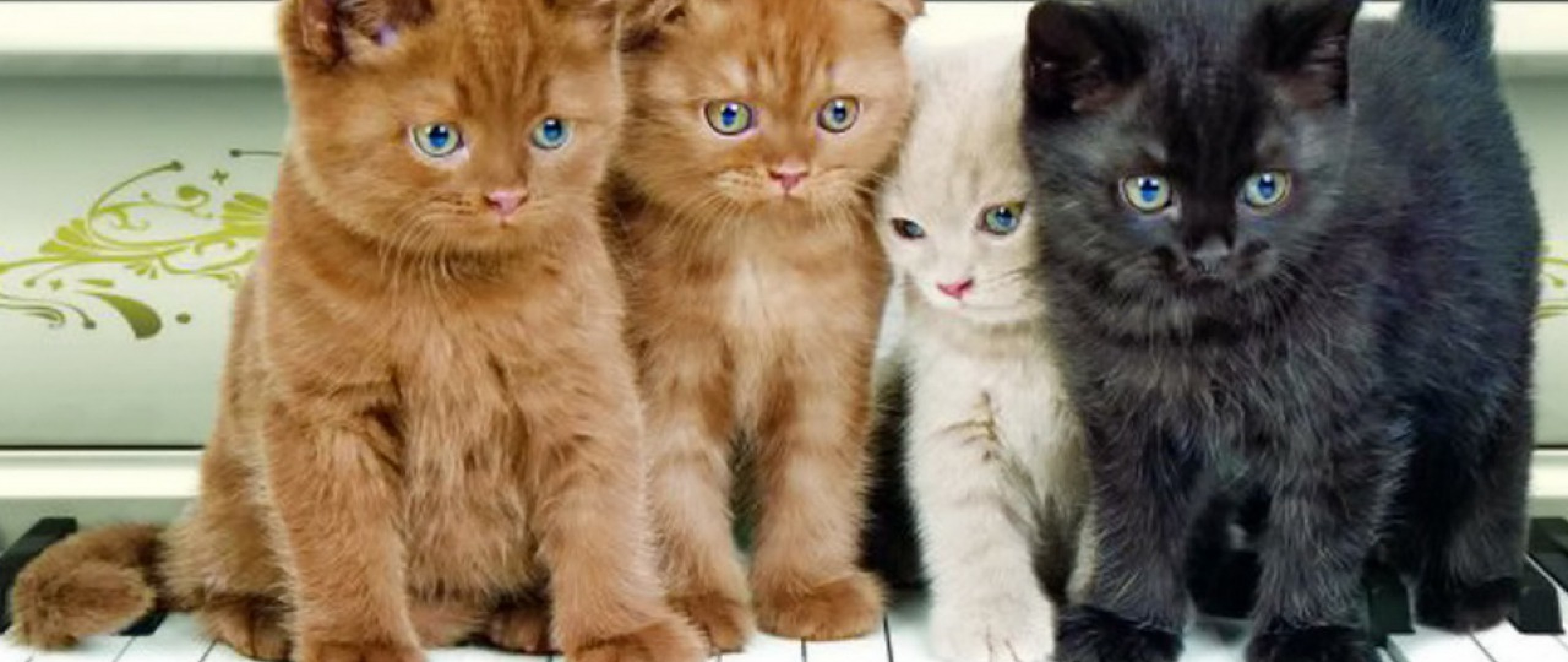 Слово 4 котенка. Котята разных цветов. 4 Кота. Четыре котенка. Котята 4 штуки.