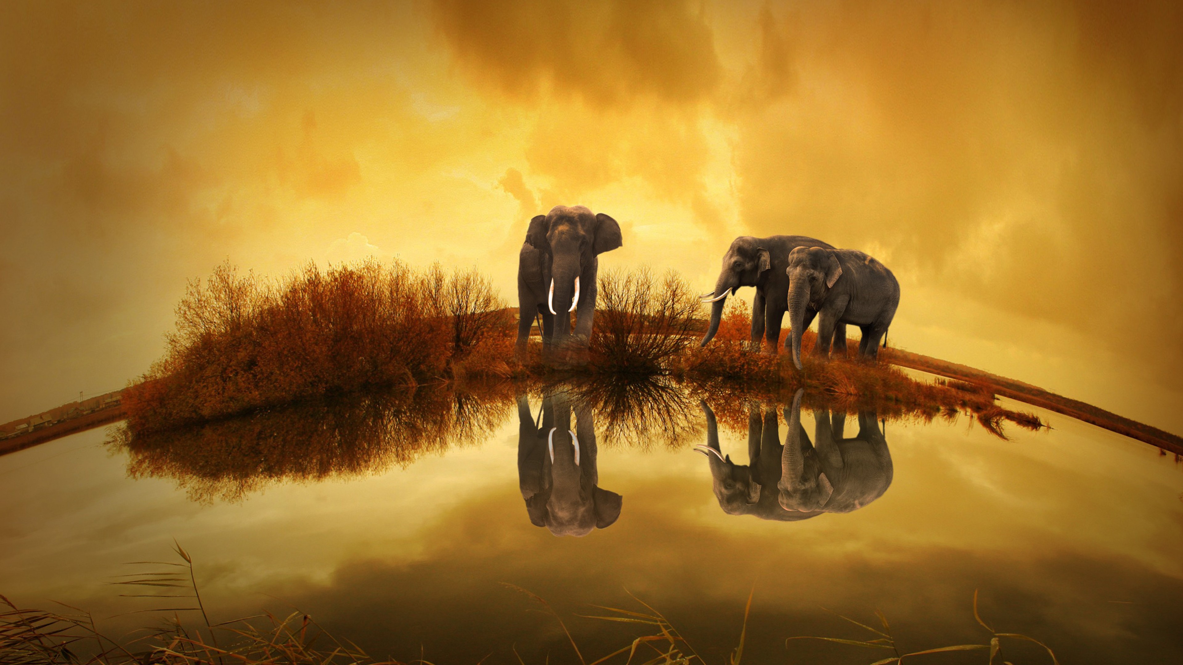 Программа дикой природы. Пейзаж с животными. Слоны на закате. В мире животных Дикая природа. Обои на рабочий стол Дикая природа.