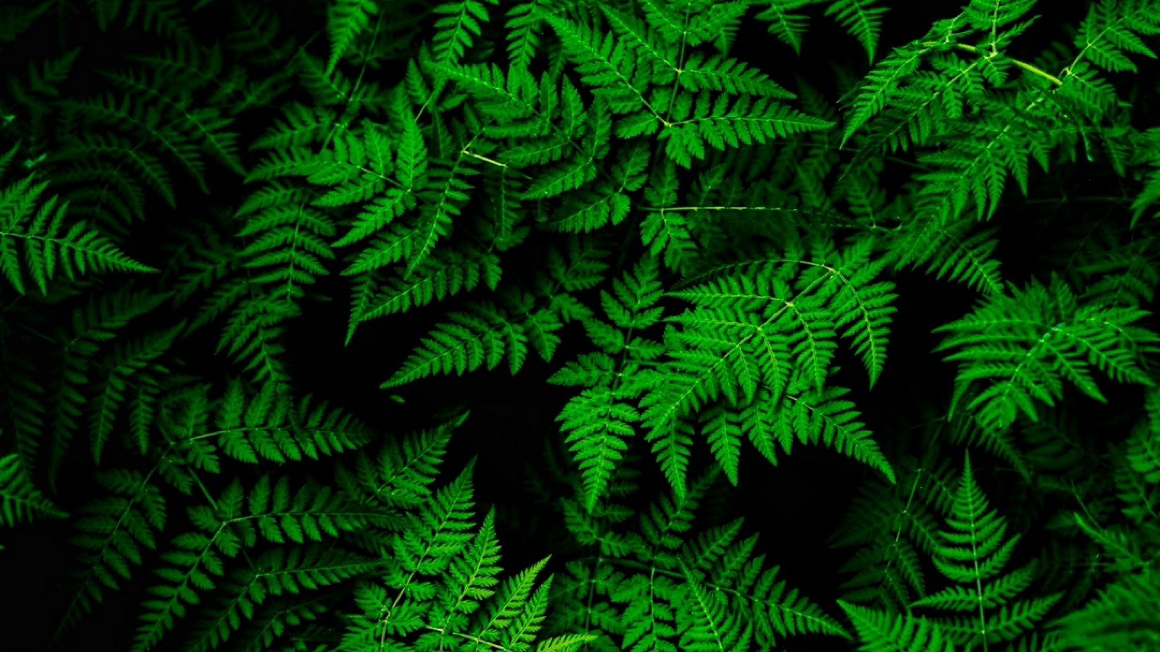 Green Leaf Wallpaper 4K : Tree Leaves Summer, HD Nature, 4k Wallpapers