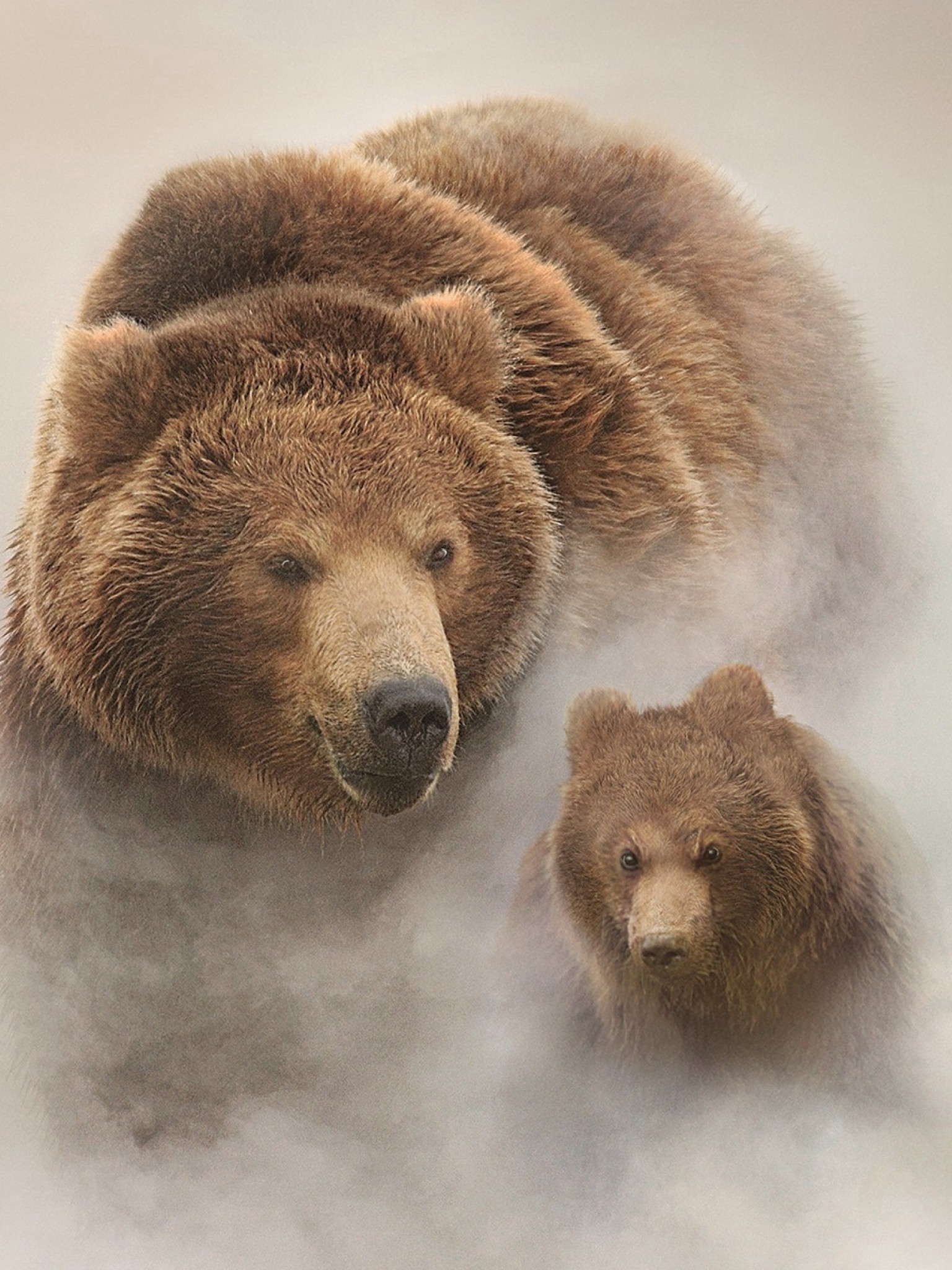 Bear steam bears фото 81