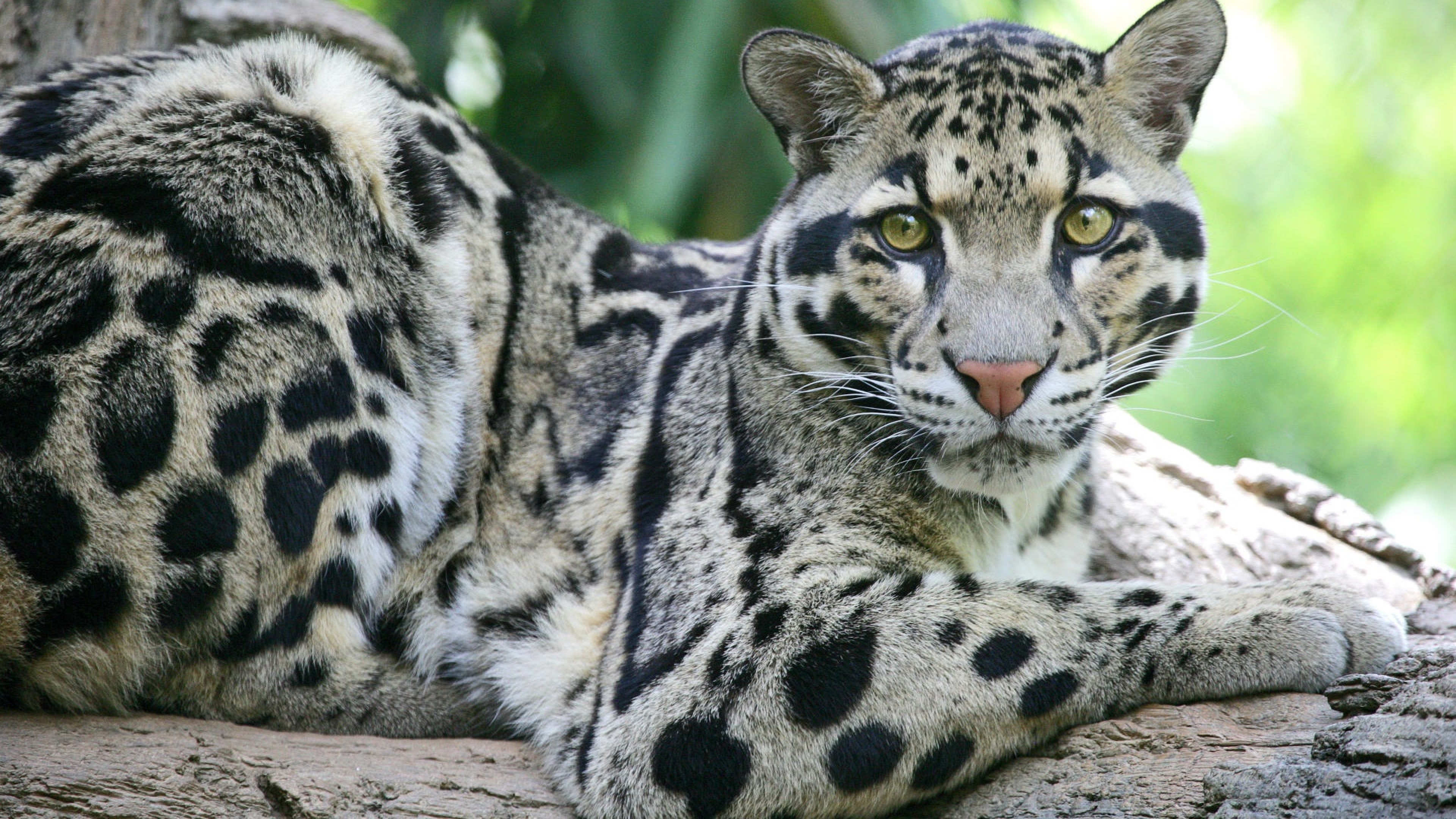 Крупные виды животных. Дымчатый леопард (Neofelis nebulosa),. Тайваньский дымчатый леопард. Белый дымчатый леопард. Борнео дымчатый леопард.