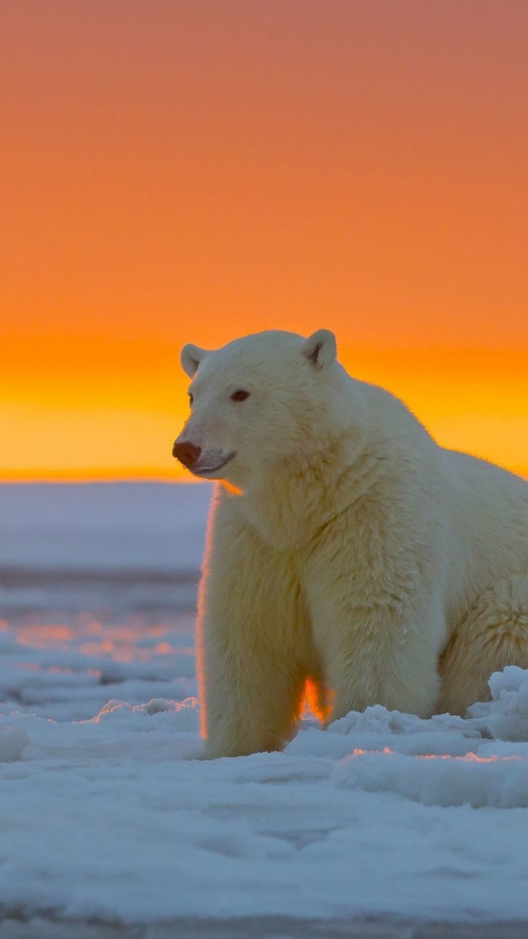 Polar bear at Alaska HD Wallpaper - iPhone 6 / 6S Plus.