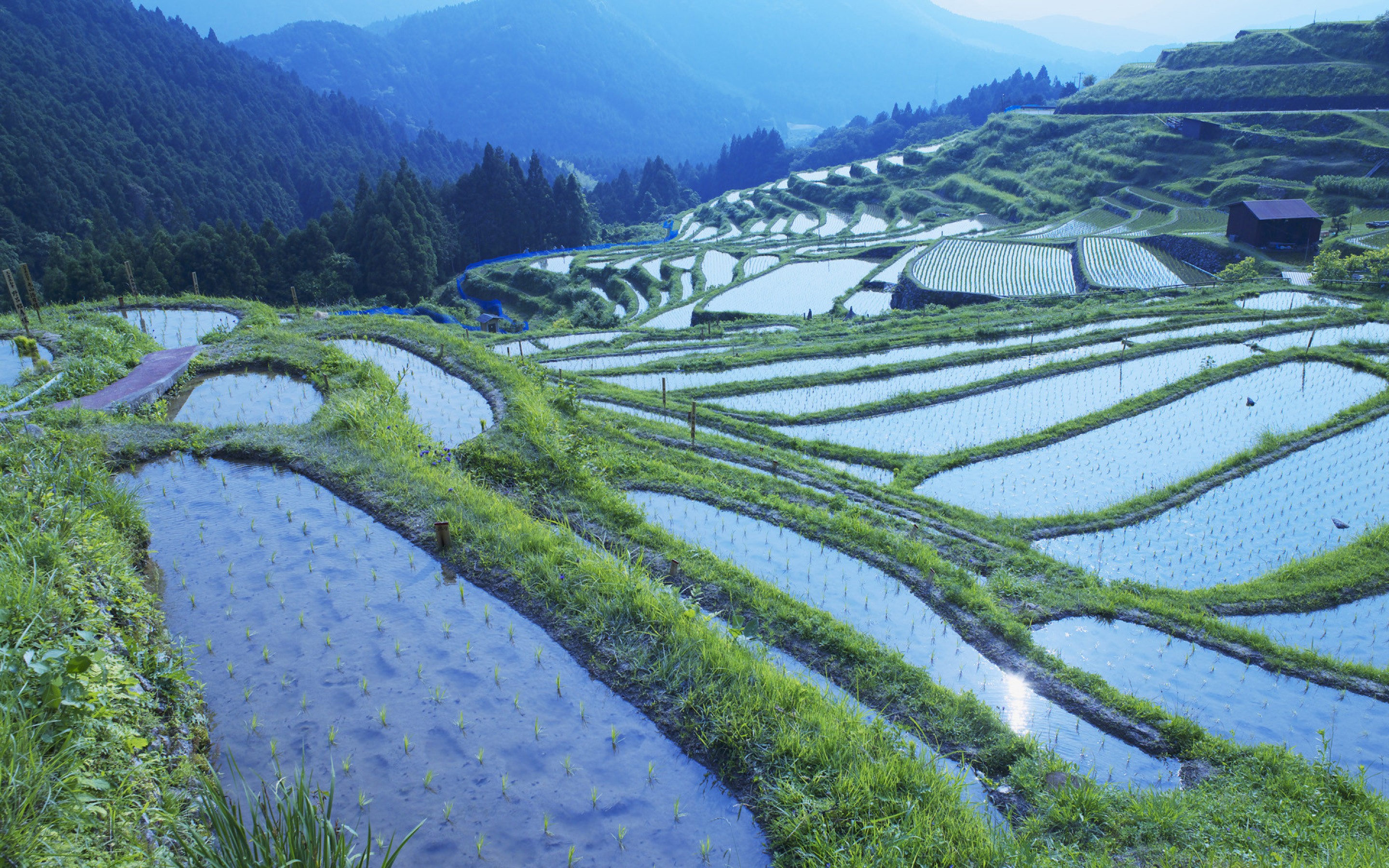 Природный потенциал японии. Бали рисовые поля Тегусигальпа. Рисовое заливное поле Япония. Сколькое хозяйство в Японии рисовые плантации. Китай рисовые поля Янцзы.