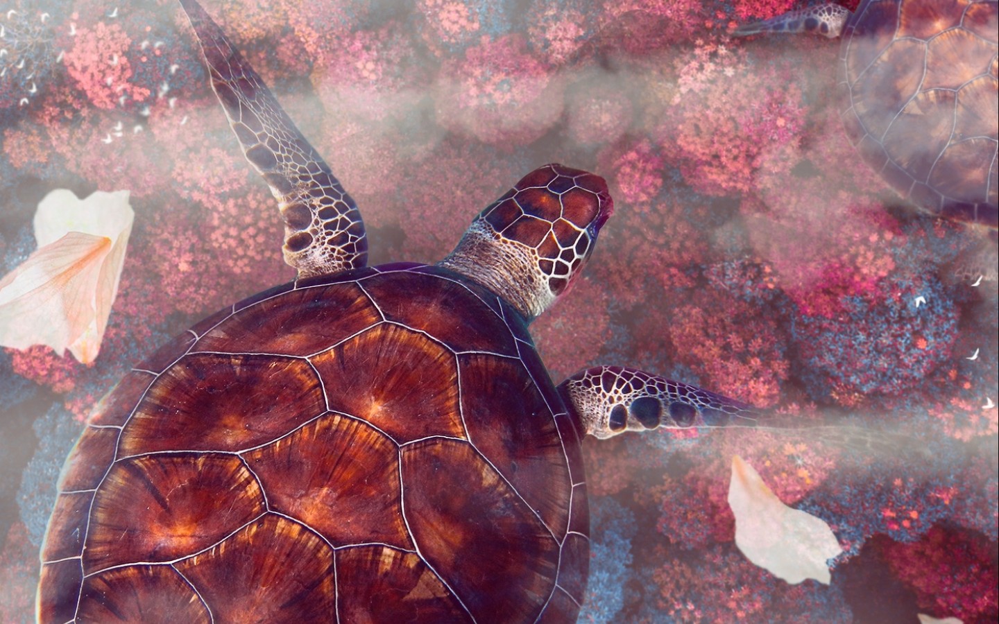 Sea turtle HD Wallpaper - 1440x900.
