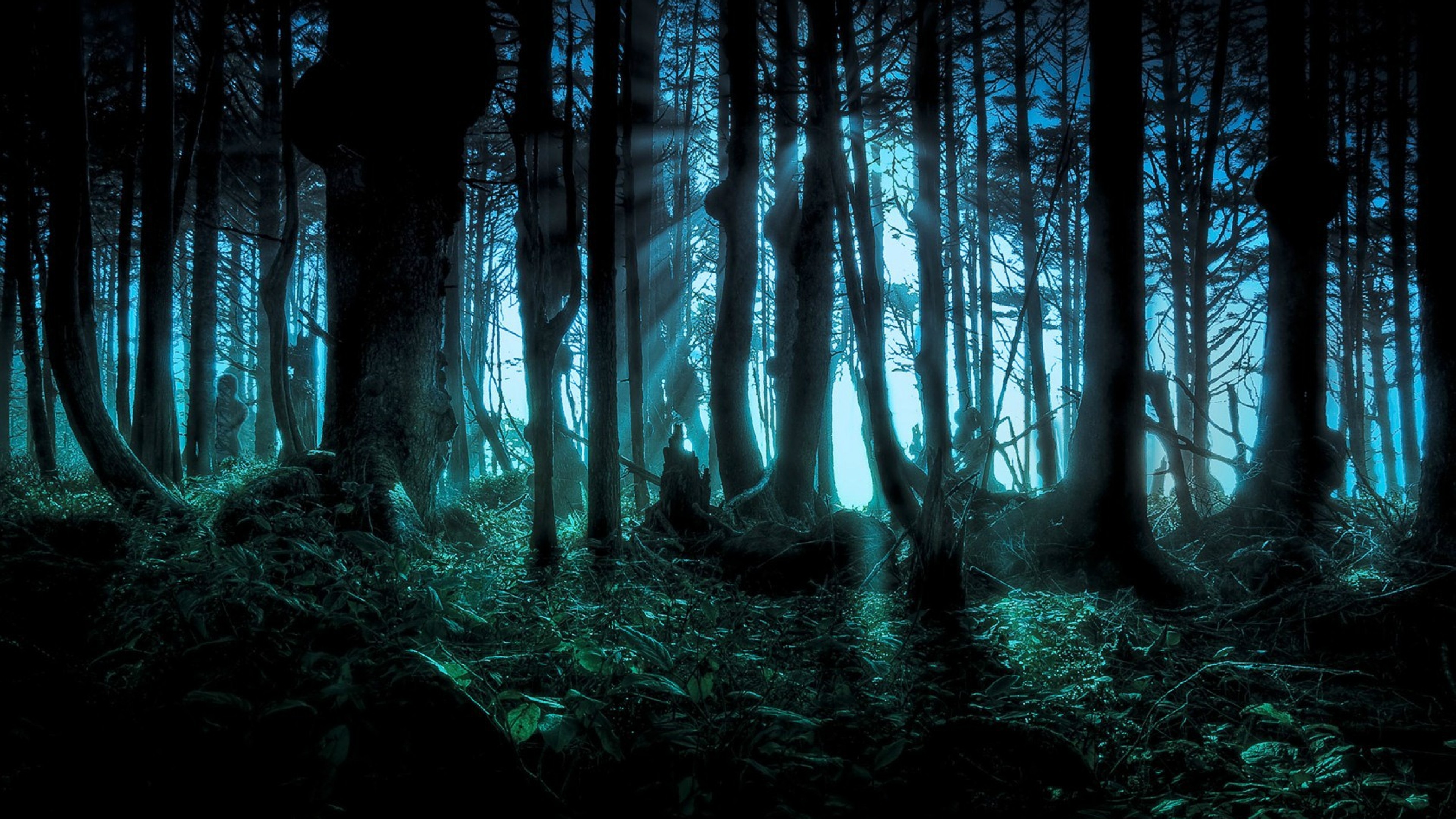 Какое самое темное место. Темный лес. Страшный лес.