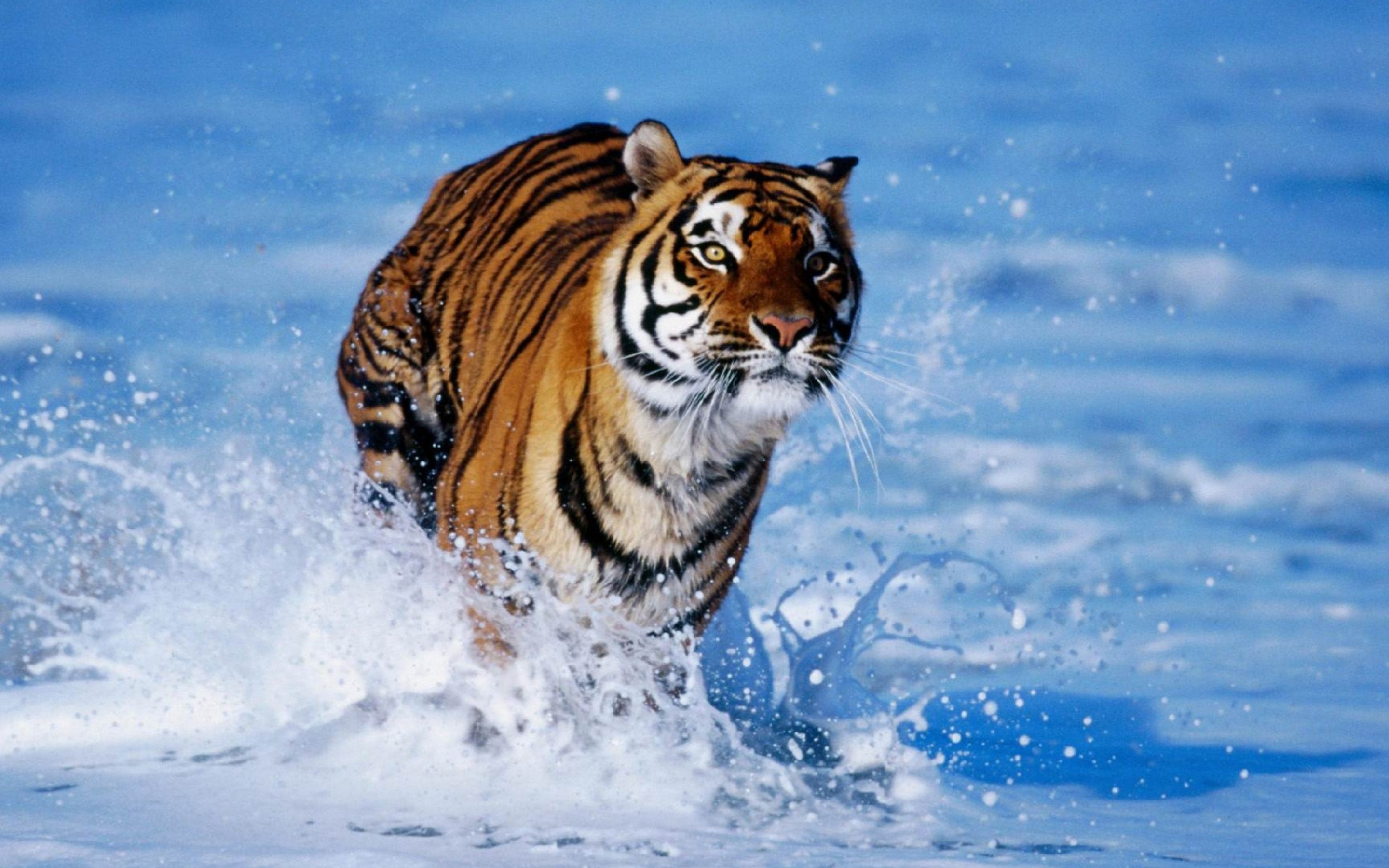 Заставки красивые тигры. Тигр. Животные тигр. Фото тигра. Морской тигр животное.