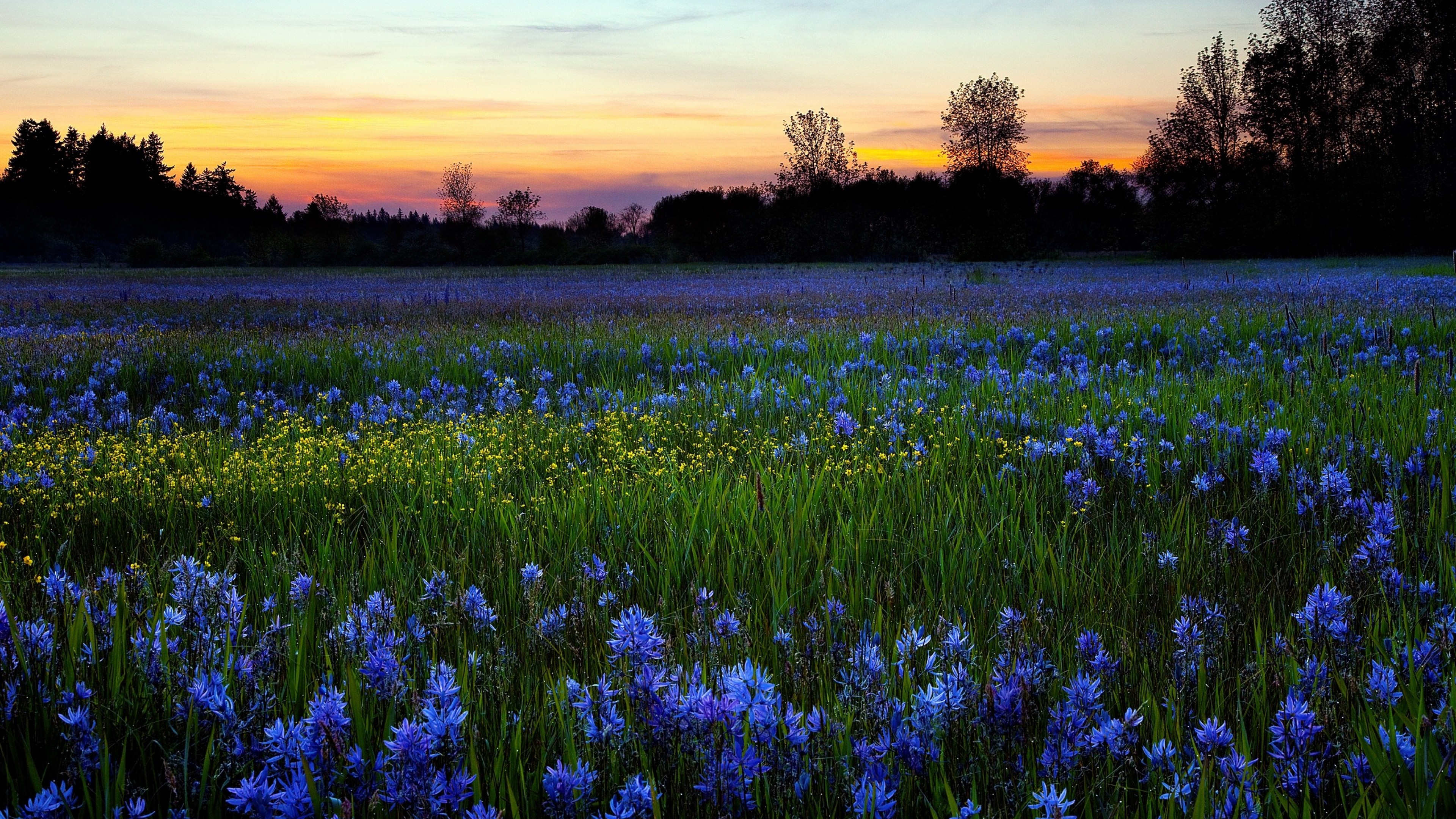 Синий цветок на лугу. Васильковое поле. Природа. Красивое поле. Васильковый луг.