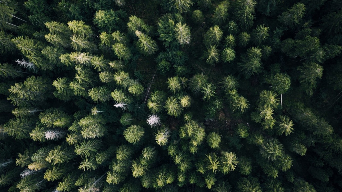 Aerial view over a forest HD Wallpaper