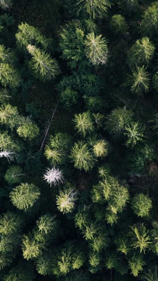 Aerial view over a forest HD Wallpaper