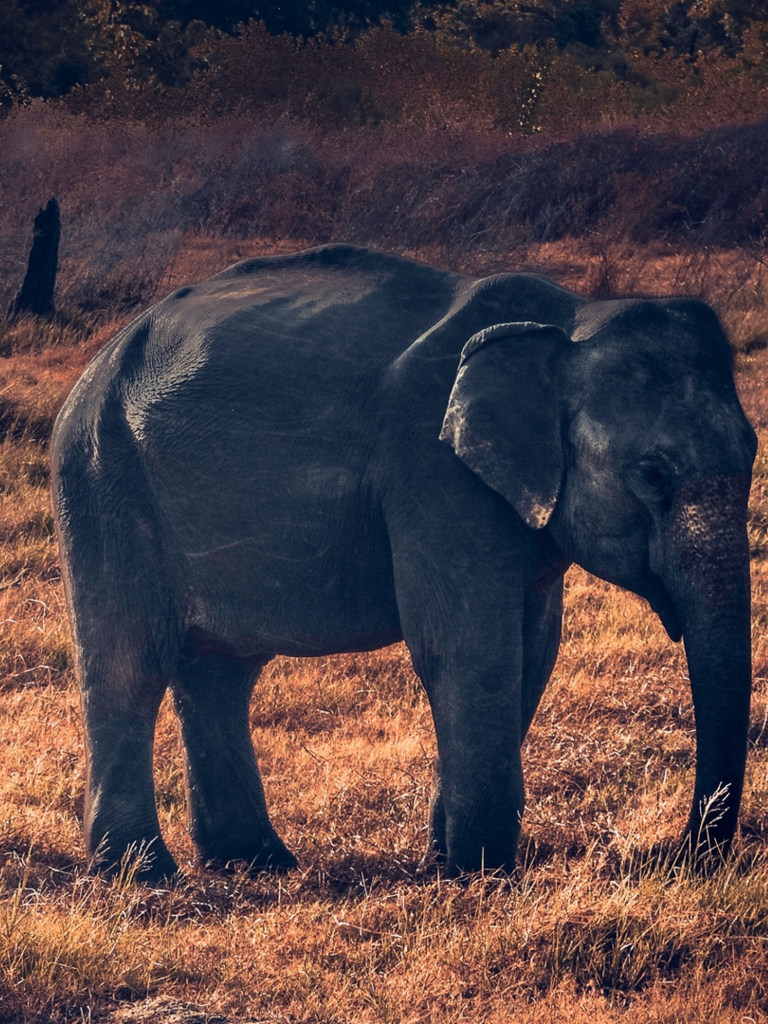 Найди слона на картинке. Найди слона. Слоненок ищет Африку. Найдите слона. African Elephants 2008.