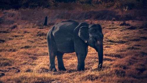 African elephant HD Wallpaper