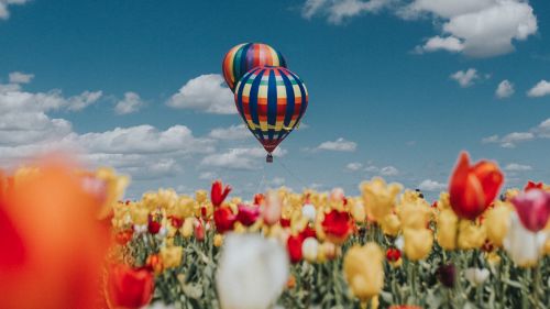 Air ballons over a field of tulips HD Wallpaper