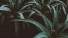 Aloe plant HD Wallpaper
