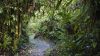 Amazon rain forest HD Wallpaper