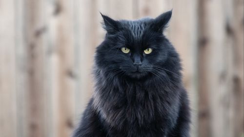 Angry black cat HD Wallpaper