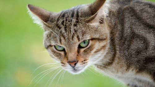 Angry cat HD Wallpaper