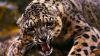 Angry tiger HD Wallpaper