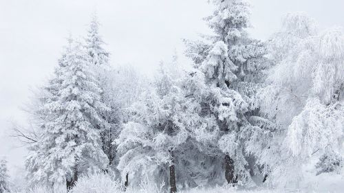 Anime Snow Tree HD Wallpaper