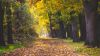 Autumn has come HD Wallpaper